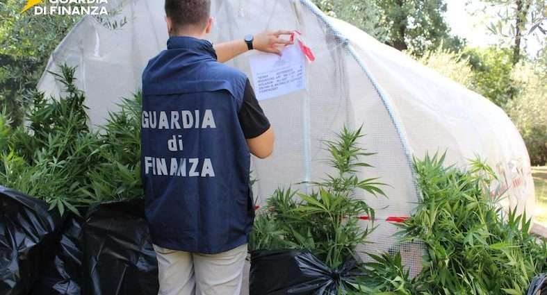 Amo così tanto le piante che le custodisco in serra Amo così tanto le piante che le custodisco in serra