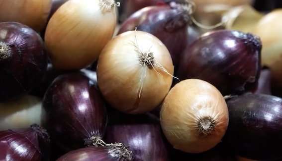 Cannara celebra la sua regina: la Cipolla, protagonista della tradizione e del gusto [video]