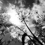 World Wildlife Day 2026: piante medicinali, biodiversità e salute pubblica
