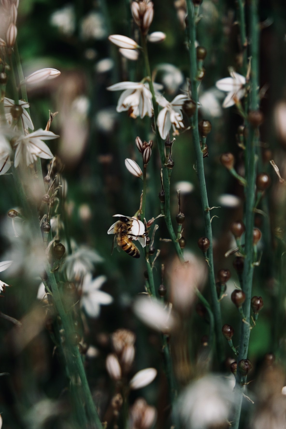 Impollinatore su fiori selvatici