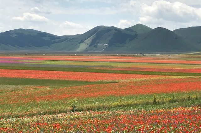 Norcia, pronto il piano navette per la fioritura